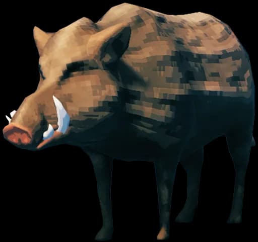 Boar