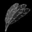 Feathers